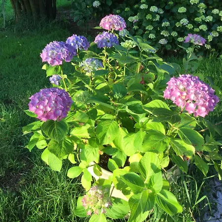 펜션 Chaumiere Authentique Herbignac